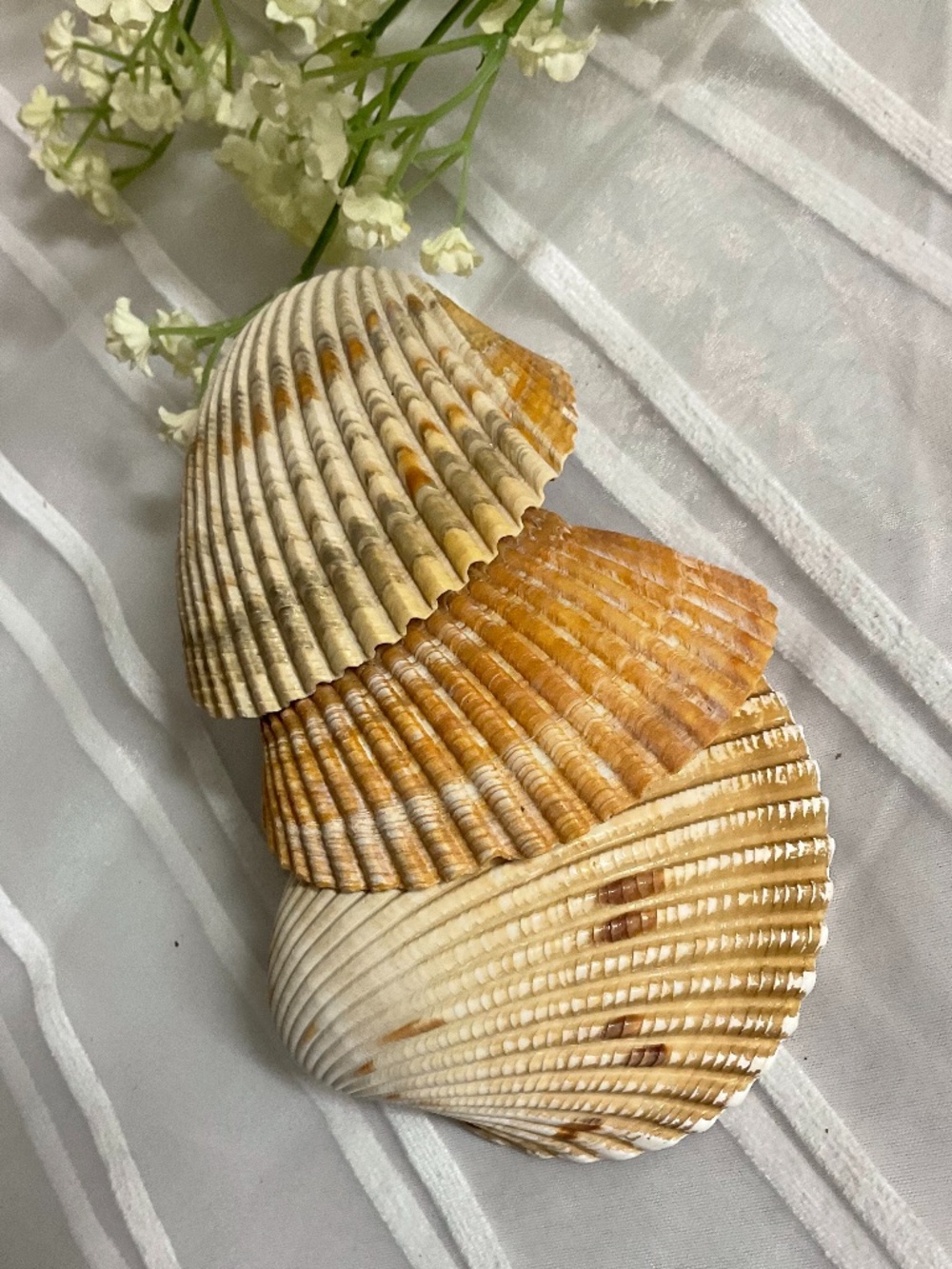3 Medium Cockle Shells Craft Decor Beach Collectors Atlantic Ocean 3" x 3.5"